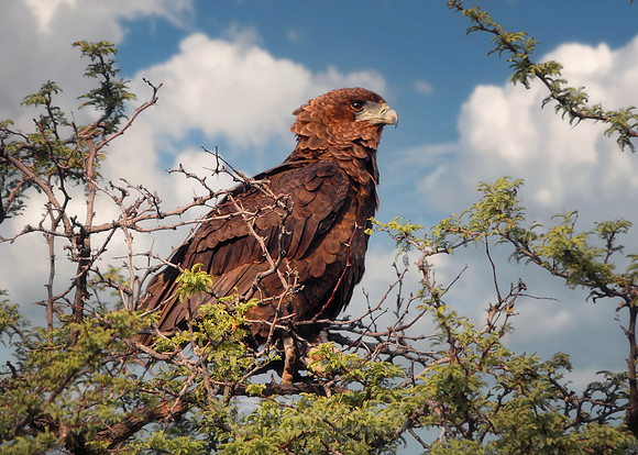 Tawny eagle