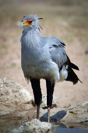 Secretary bird