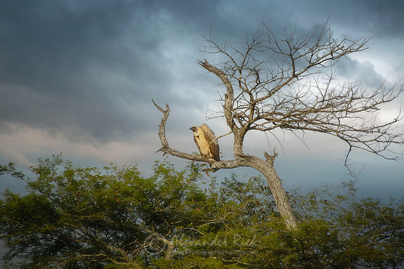White-backed vulture