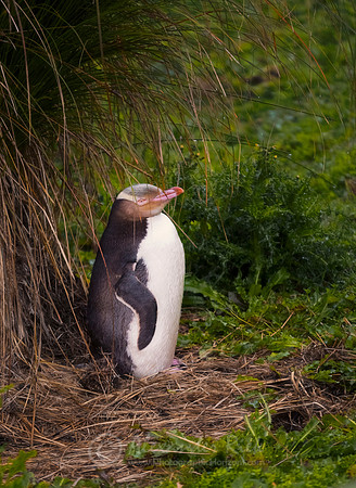Yellow-eyed pinguin