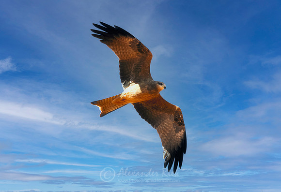Black kite