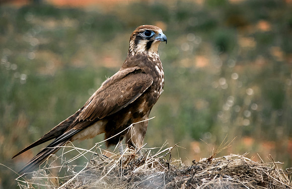 Brown falcon 1