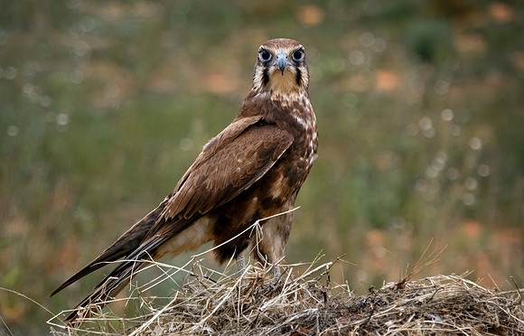 Brown falcon 2