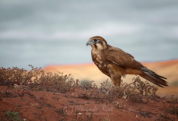 Brown falcon 4