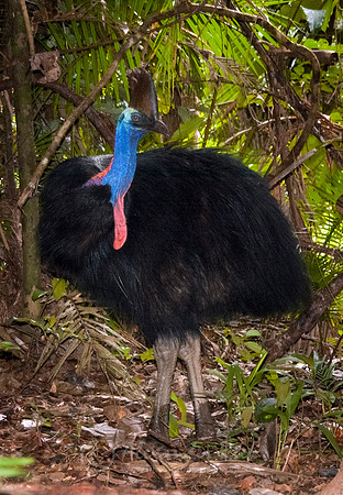 Cassowary 1