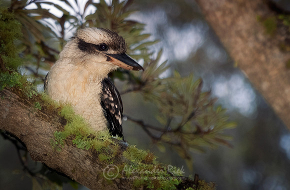 Kookaburra