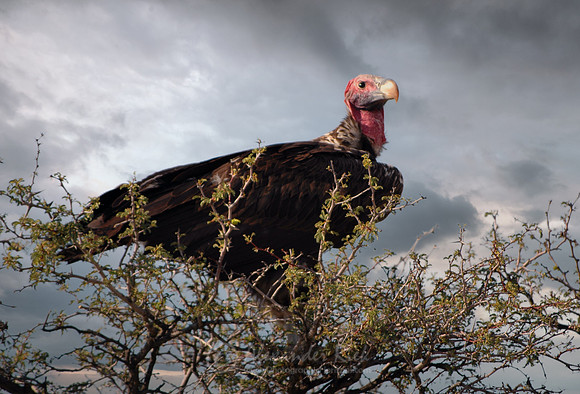 Lappet-faced vulture