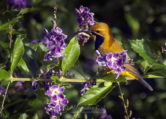 Olive-backed sundbird
