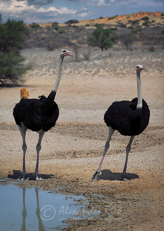 Ostrich 1