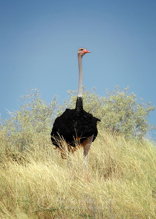 Ostrich 2