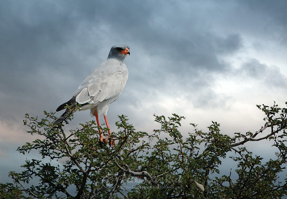 Pale chanting goshawk