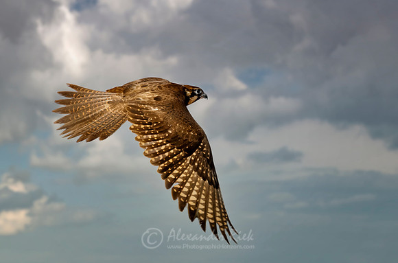 Brown falcon 3