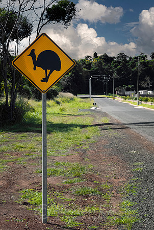 Cassowary
