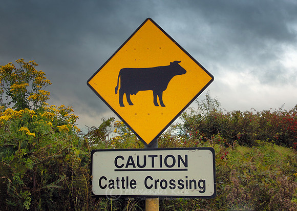 Cattle