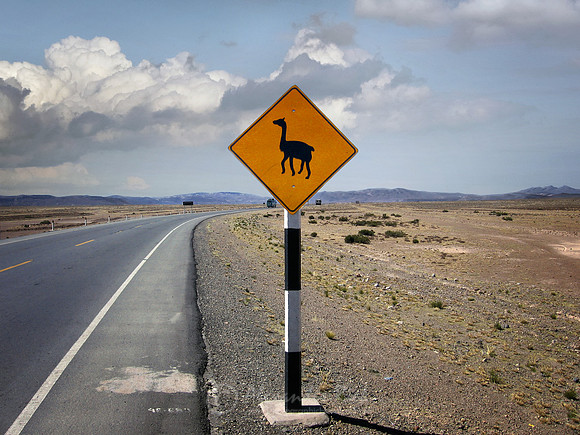 Vicuña