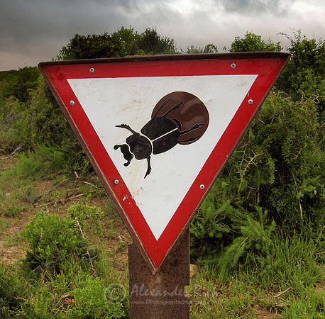 Dung Beetle