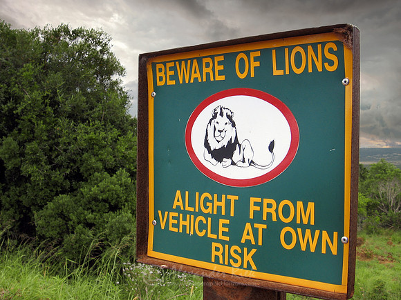 Lion