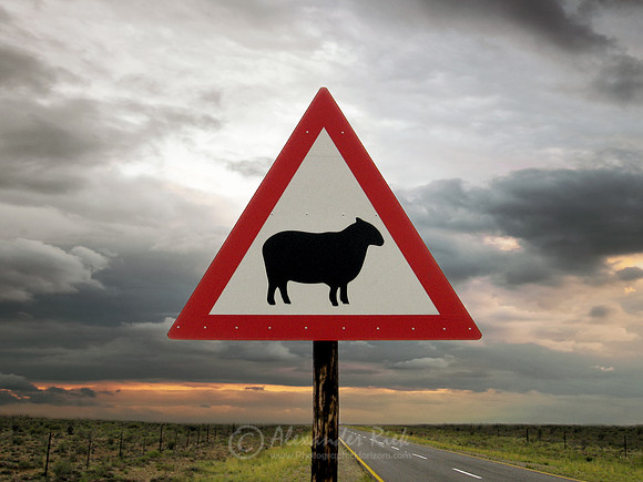 Sheep