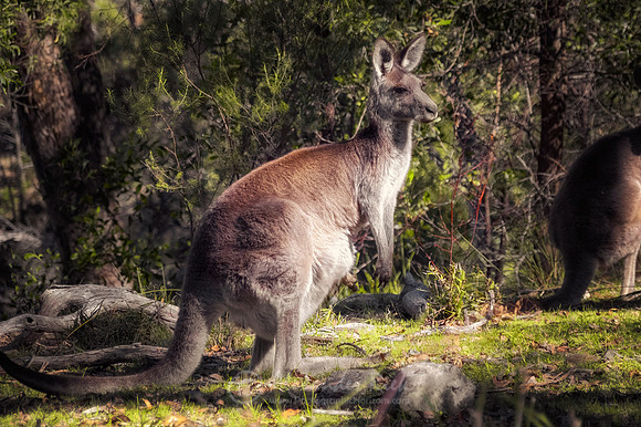 Eastern grey kangaroo 1