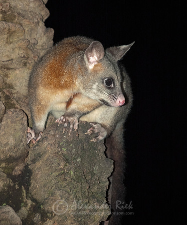 Brushtail possum