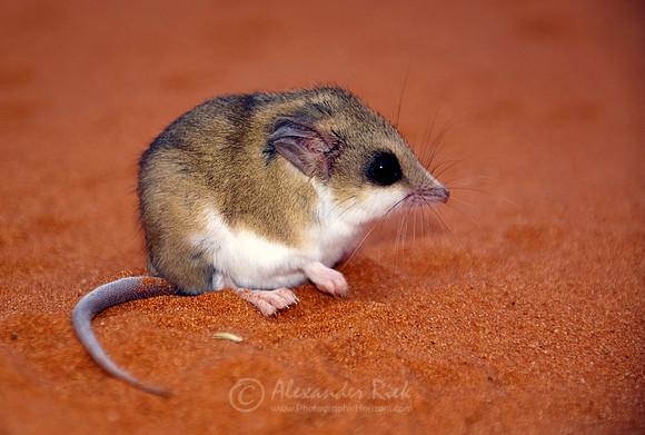 Lesser hairy-footed dunnart