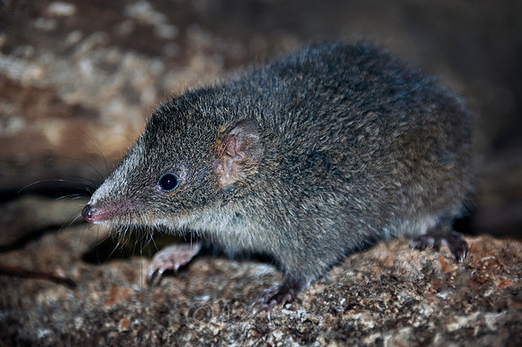 Dusky antechinus