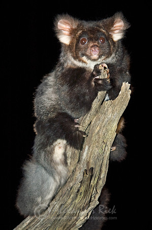 Greater glider