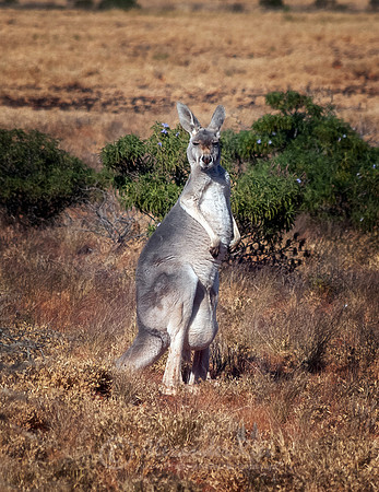 Eastern grey kangaroo 3
