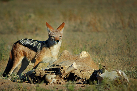Black-backed Jackal