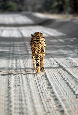 Cheetah 5