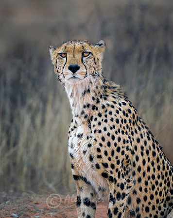 Cheetah 3
