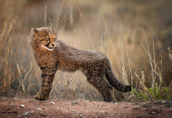 Cheetah 2