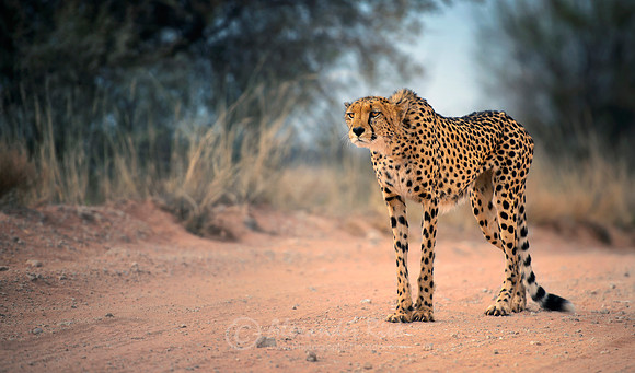 Cheetah 4