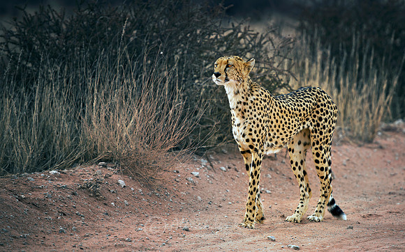 Cheetah 6