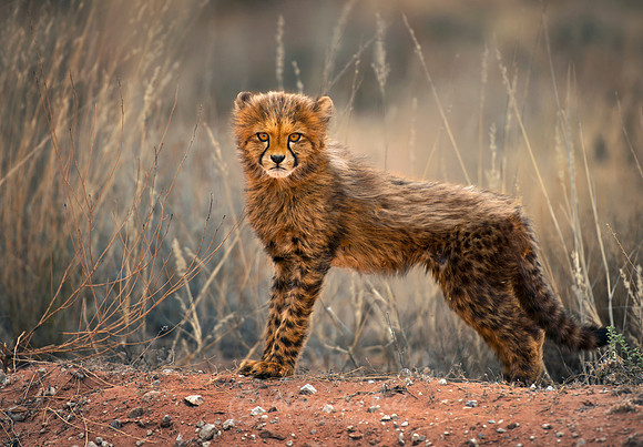 Cheetah 1