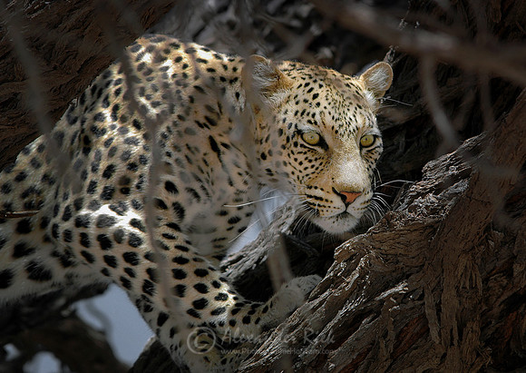 Leopard 6