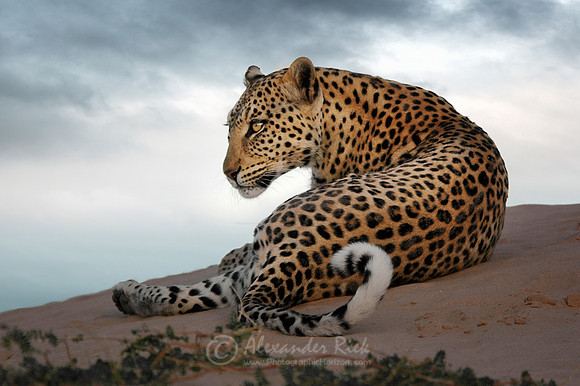 Leopard 1