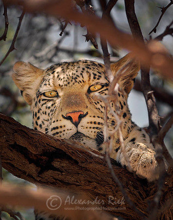 Leopard 2