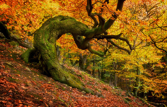 Old Beech Tree