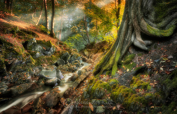 Forest 1