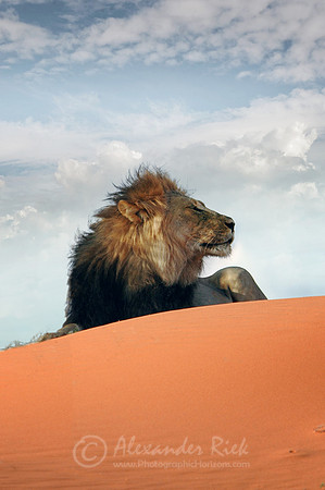 Lion 3