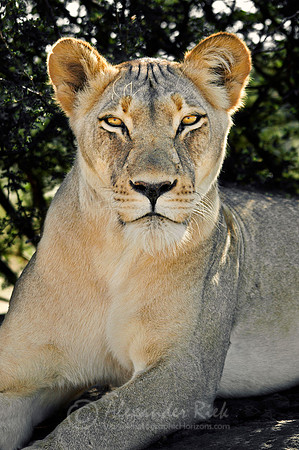 Lion 11