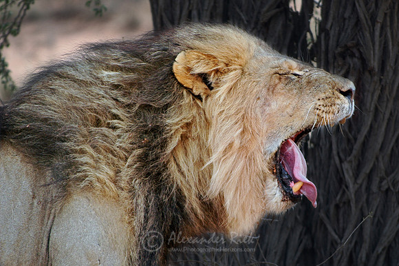 Lion 6