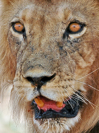 Lion 4