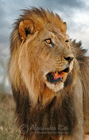 Lion 12