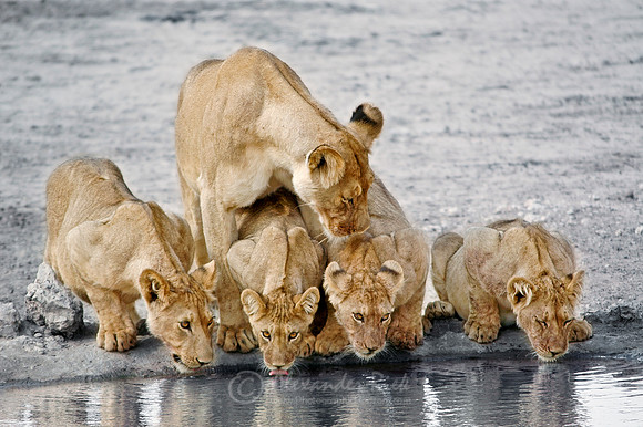 Lion 14