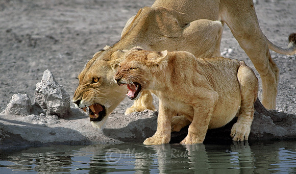 Lion 18