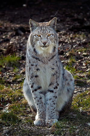 Lynx 3