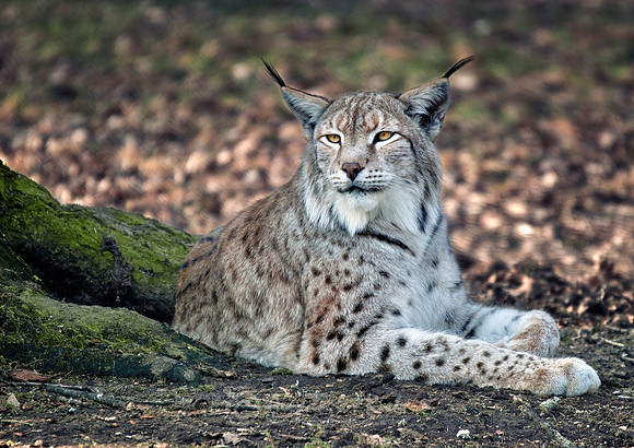 Lynx 2