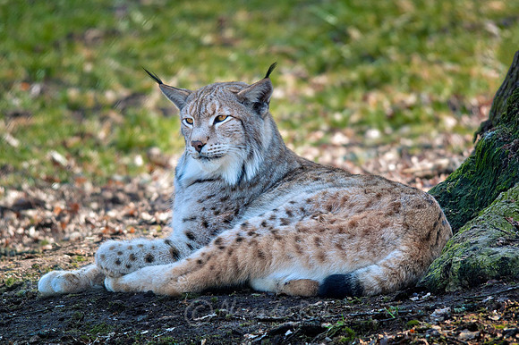 Lynx 1